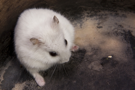little hamster in the boxの写真素材