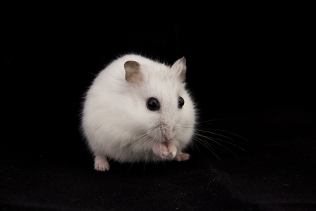 little hamster eatsの写真素材