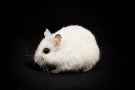 little hamster on a black backgroundの写真素材