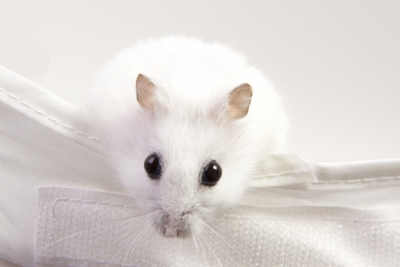 hamster sitting in a boxの写真素材