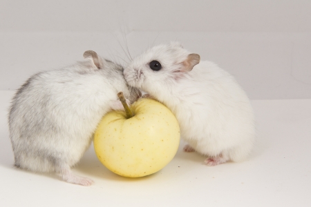 little hamster eats an appleの写真素材
