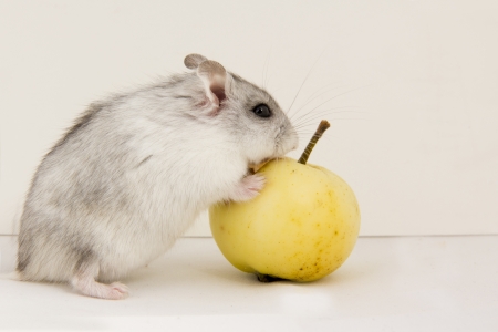 little hamster eats an appleの写真素材