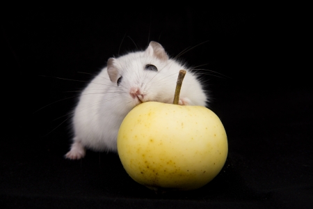 little hamster eats an appleの写真素材