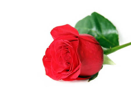 The red rose is a white backgroundの写真素材