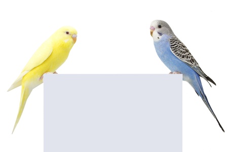 two birds are on a white backgroundの写真素材