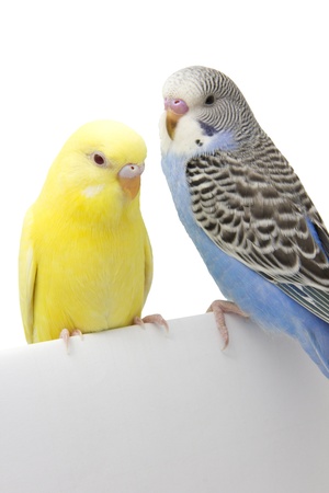 two birds are on a white backgroundの写真素材