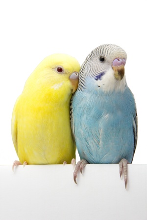 two birds are on a white backgroundの写真素材