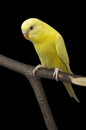 the yellow parrot is on a branchの写真素材