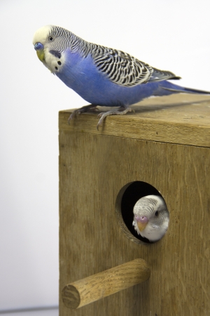 the chick and  budgie  are in a nest on white background の写真素材