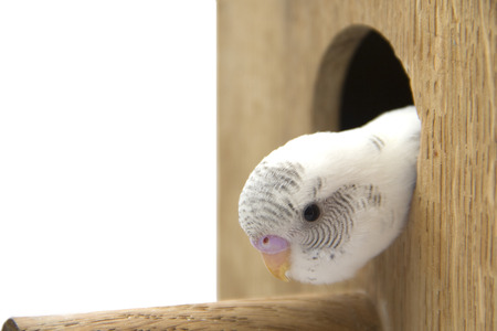 the little budgie is looking of the nest.の写真素材