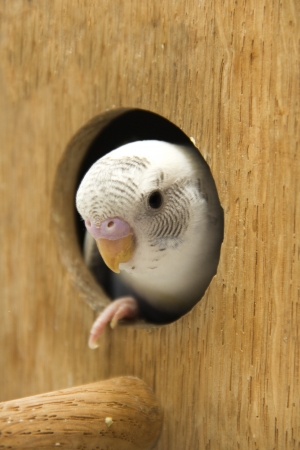the little budgie is looking of the nest.の写真素材