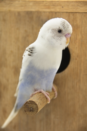 the little budgie is looking of the nest.の写真素材