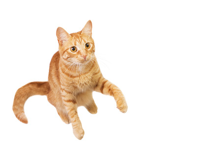 red cat is isolated on whiteの写真素材