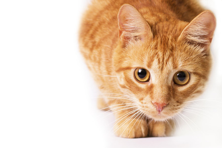 red cat is isolated on whiteの写真素材