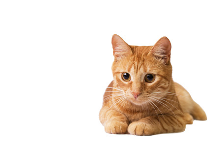 red cat is isolated on whiteの写真素材