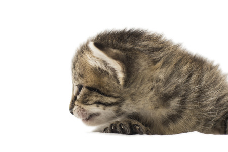 the little kitten isolated on white.の写真素材