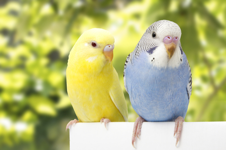two birds are on a white backgroundの写真素材