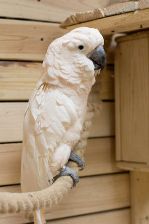 The Close-up of a white bird in a cockatoo parrot nurseryの写真素材