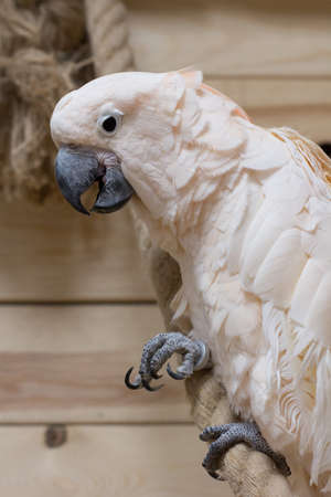 The Close-up of a white bird in a cockatoo parrot nurseryの写真素材