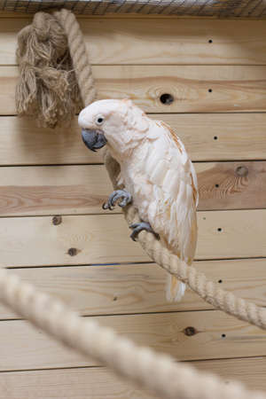 The Close-up of a white bird in a cockatoo parrot nurseryの写真素材