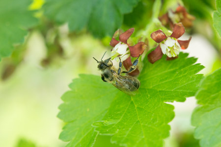A fly sits beautifully on the flower. Worker bees carry nectar to the hive.