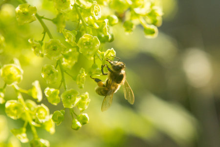 A fly sits beautifully on the flower. Worker bees carry nectar to the hive.の写真素材