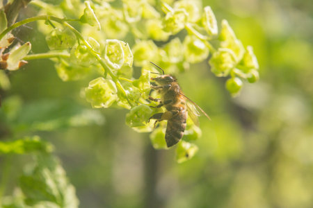 A fly sits beautifully on the flower. Worker bees carry nectar to the hive.の写真素材