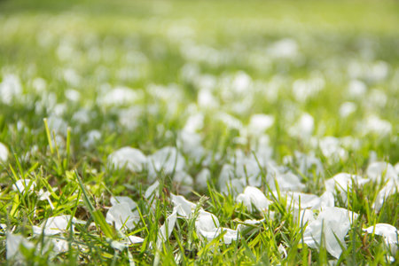 Yellow dandelions and white flowers of cherry or apple tree among green grass. Blooming flowers and leaves in garden on a spring sunny day. Plants close up. Floral floral background.の写真素材