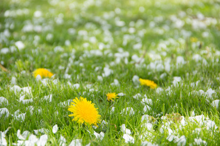 Yellow dandelions and white flowers of cherry or apple tree among green grass. Blooming flowers and leaves in garden on a spring sunny day. Plants close upの写真素材