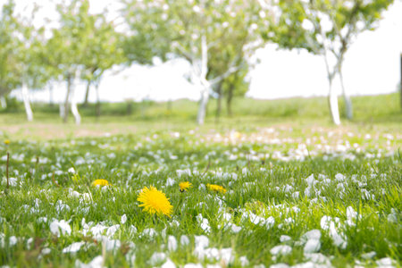 Yellow dandelions and white flowers of cherry or apple tree among green grass. Blooming flowers and leaves in garden on a spring sunny day. Plants close upの写真素材