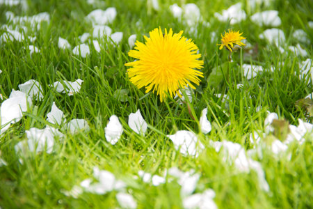 Yellow dandelions and white flowers of cherry or apple tree among green grass. Blooming flowers and leaves in garden on a spring sunny day. Plants close upの写真素材