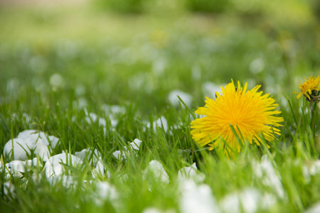 Yellow dandelions and white flowers of cherry or apple tree among green grass. Blooming flowers and leaves in garden on a spring sunny day. Plants close upの写真素材