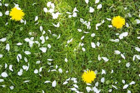 Yellow dandelions and white flowers of cherry or apple tree among green grass. Blooming flowers and leaves in garden on a spring sunny day. Plants close upの写真素材