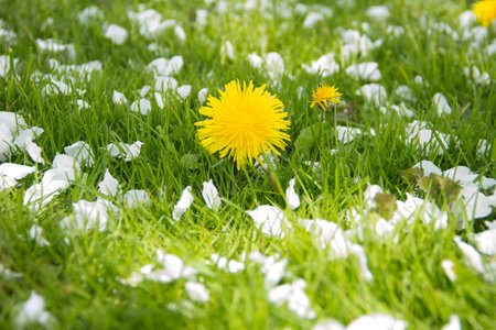 Yellow dandelions and white flowers of cherry or apple tree among green grass. Blooming flowers and leaves in garden on a spring sunny day. Plants close upの写真素材