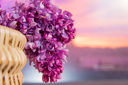 Branch of bright lilac in a basket at sunset.