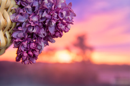 Branch of bright lilac in a basket at sunset.の写真素材