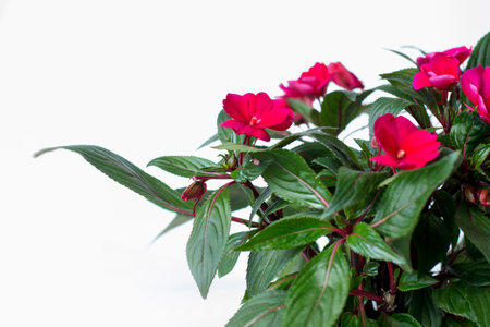 red begonia flower on a white backgroundの写真素材