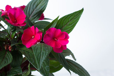 red begonia flower on a white backgroundの写真素材