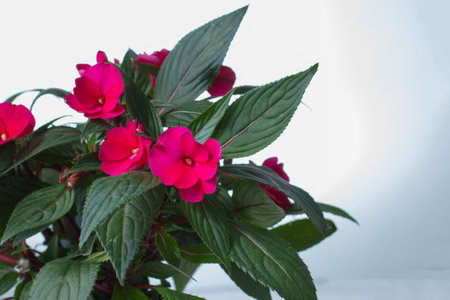 red begonia flower on a white backgroundの写真素材