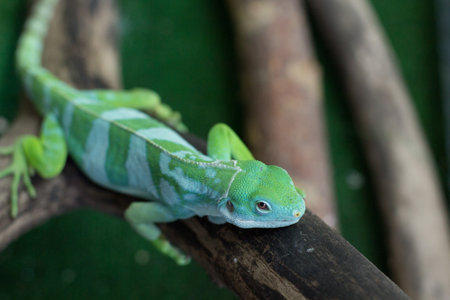 Green chameleon is on a branch in the zoo. A reptile is on a tree.の写真素材