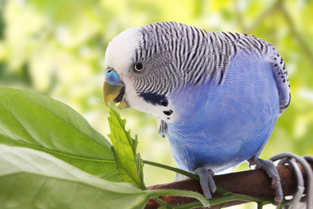 budgerigar sitting on a branch on a green background.の写真素材