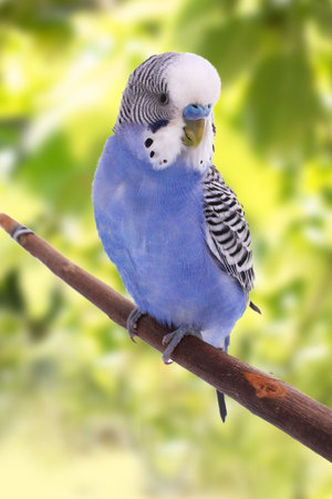 budgerigar sitting on a branch on a green background.
