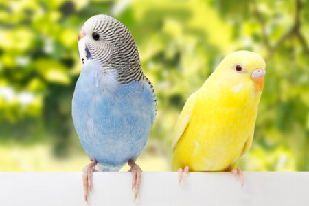 two birds are on a white background