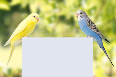 two birds are on a white backgroundの写真素材