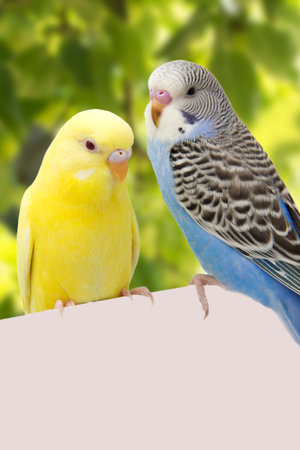 two birds are on a white backgroundの写真素材