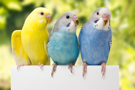 budgerigar sitting on a branch on a green background.