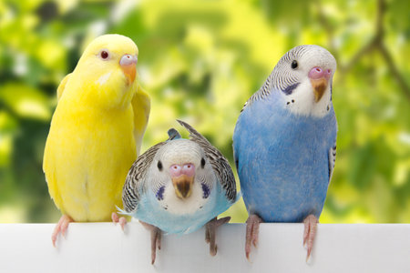 three birds are on a white backgroundの写真素材