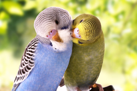 amusing; animal; beak; bird; breeding; budgerigar; budgie; blue; chick; color; colorful; colour;...