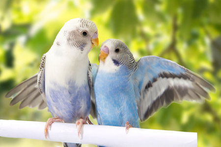 small parrots sitting on tree branchの写真素材