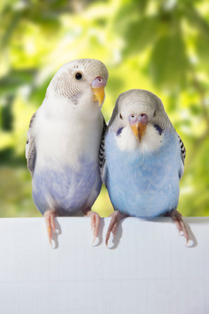 two birds are on a white backgroundの写真素材